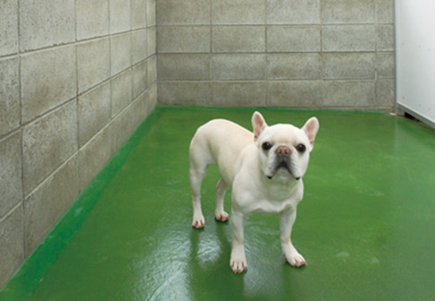 雨天ドッグラン