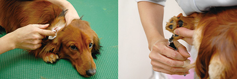 耳掃除・爪のお手入れも